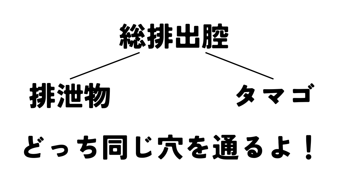 ニワトリのタマゴも排泄物も総排出腔から出てくることを説明した画像